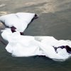 20110624_egle_ir_modestas_sukneles_naikinimas_023