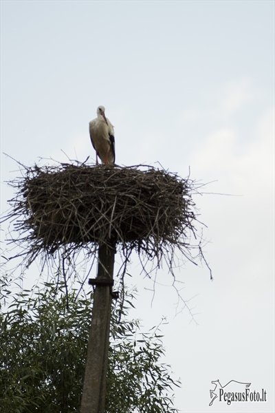 20110702_raimonda_ir_rokas_vestuves_030