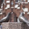 20110702_raimonda_ir_rokas_vestuves_006