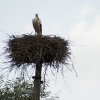 20110702_raimonda_ir_rokas_vestuves_030